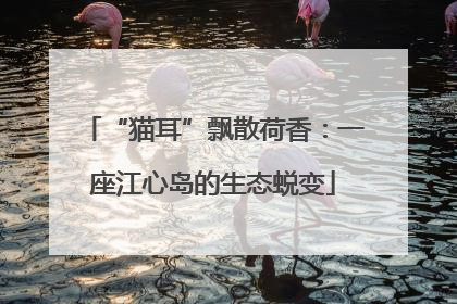 “猫耳”飘散荷香：一座江心岛的生态蜕变