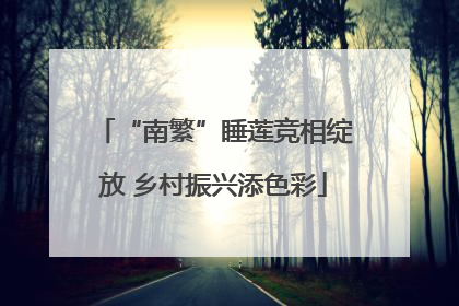 “南繁”睡莲竞相绽放 乡村振兴添色彩