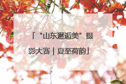 “山东邂逅美”摄影大赛｜夏至荷韵