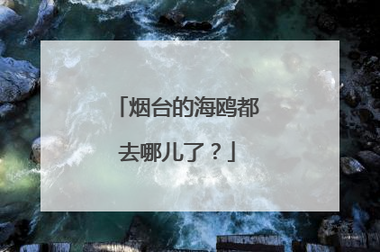 烟台的海鸥都去哪儿了？