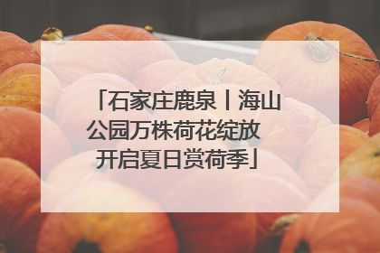 石家庄鹿泉丨海山公园万株荷花绽放 开启夏日赏荷季