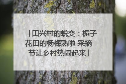 田兴村的蜕变：栀子花田的杨梅熟啦 采摘节让乡村热闹起来