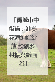 禹城市中街道：油葵花海绚烂绽放 绘就乡村振兴新画卷