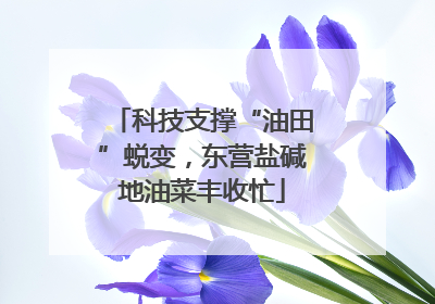 科技支撑“油田”蜕变，东营盐碱地油菜丰收忙