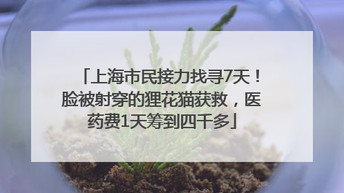 上海市民接力找寻7天！脸被射穿的狸花猫获救，医药费1天筹到四千多