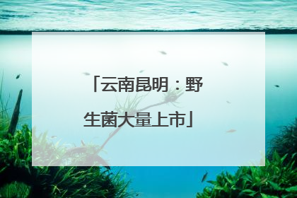 云南昆明：野生菌大量上市
