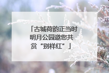 古城荷韵正当时 明月公园邀您共赏“别样红”