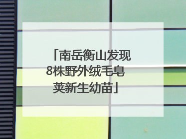 南岳衡山发现8株野外绒毛皂荚新生幼苗