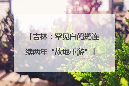 吉林：罕见白鸬鹚连续两年“故地重游”