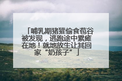 哺乳期猪獾偷食苞谷被发现，逃跑途中累瘫在地！就地放生让其回家“奶孩子”