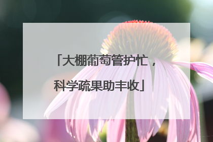 大棚葡萄管护忙，科学疏果助丰收