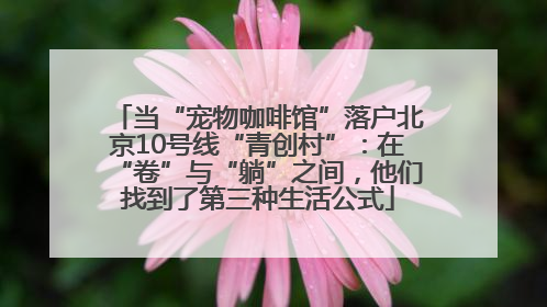 当“宠物咖啡馆”落户北京10号线“青创村”：在“卷”与“躺”之间，他们找到了第三种生活公式
