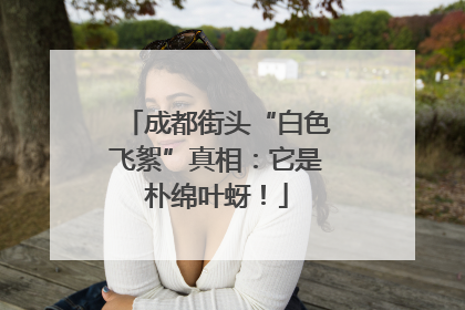 成都街头“白色飞絮”真相：它是朴绵叶蚜！
