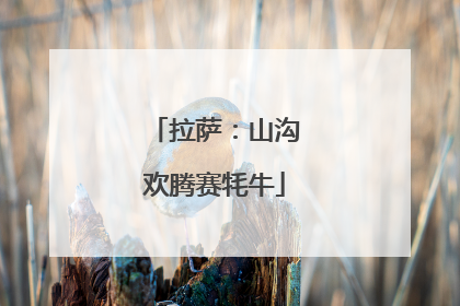 拉萨：山沟欢腾赛牦牛