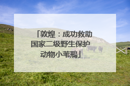 敦煌：成功救助国家二级野生保护动物小苇鳽