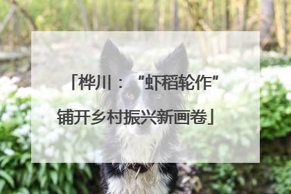 桦川：“虾稻轮作”铺开乡村振兴新画卷