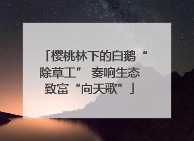 樱桃林下的白鹅“除草工” 奏响生态致富“向天歌”