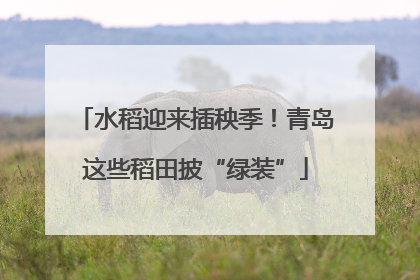 水稻迎来插秧季！青岛这些稻田披“绿装”