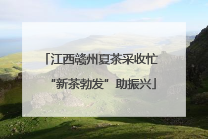 江西赣州夏茶采收忙 “新茶勃发”助振兴