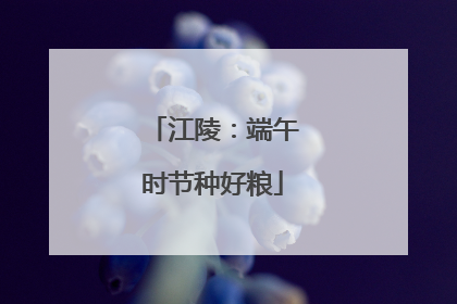 江陵：端午时节种好粮