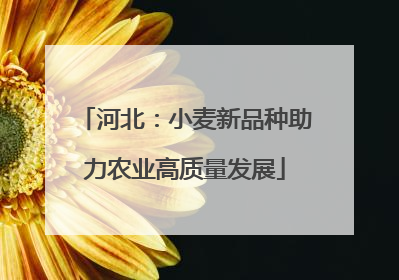 河北：小麦新品种助力农业高质量发展