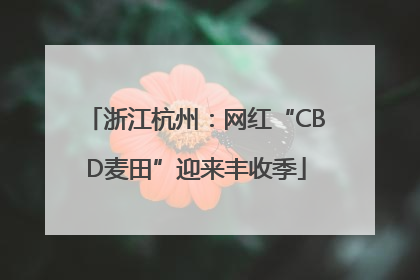 浙江杭州：网红“CBD麦田”迎来丰收季