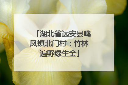 湖北省远安县鸣凤镇北门村：竹林遍野绿生金