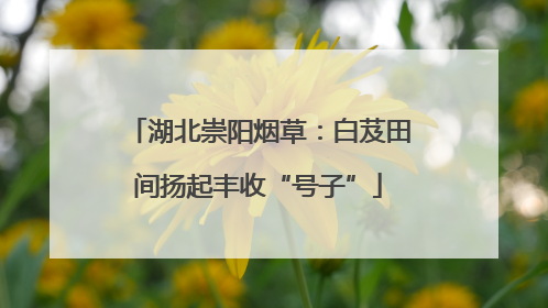 湖北崇阳烟草：白芨田间扬起丰收“号子”