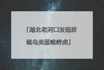 湖北老河口发现珍稀鸟类蓝喉蜂虎