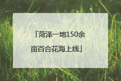 菏泽一地150余亩百合花海上线