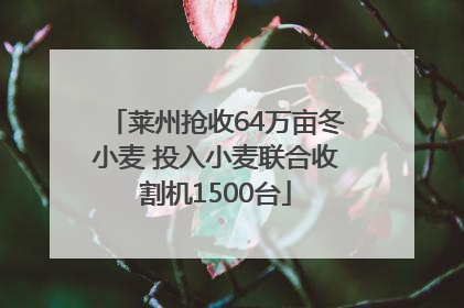 莱州抢收64万亩冬小麦 投入小麦联合收割机1500台