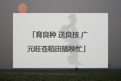 育良种 送良技 广元旺苍稻田插秧忙