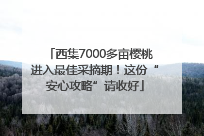 西集7000多亩樱桃进入最佳采摘期！这份“安心攻略”请收好