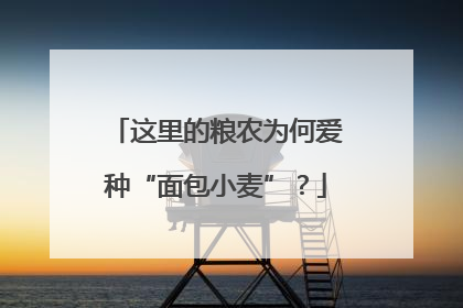 这里的粮农为何爱种“面包小麦”？