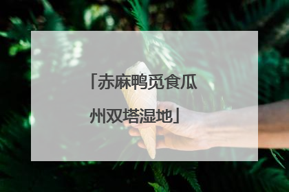 赤麻鸭觅食瓜州双塔湿地