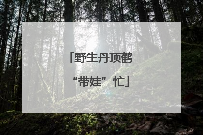 野生丹顶鹤“带娃”忙