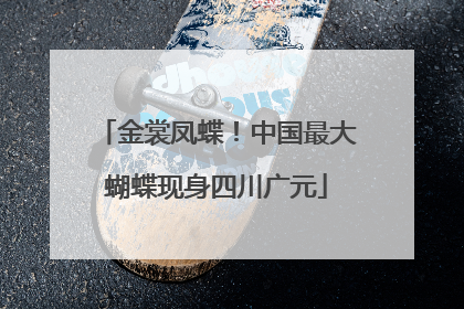 金裳凤蝶！中国最大蝴蝶现身四川广元