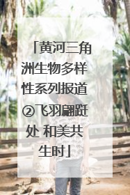 黄河三角洲生物多样性系列报道②飞羽翩跹处 和美共生时