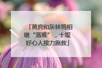 黄麂和灰林鸮相继“落难”，十堰好心人接力施救